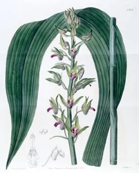 Eulophia alta (als syn. Cyrtopodium woodfordii)
